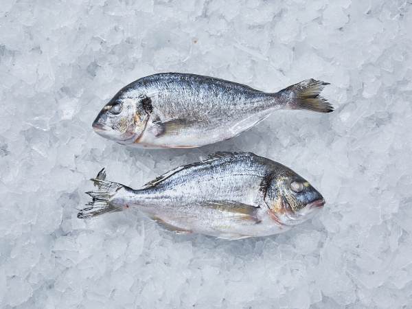 Дорада 400-600 охлаждённая