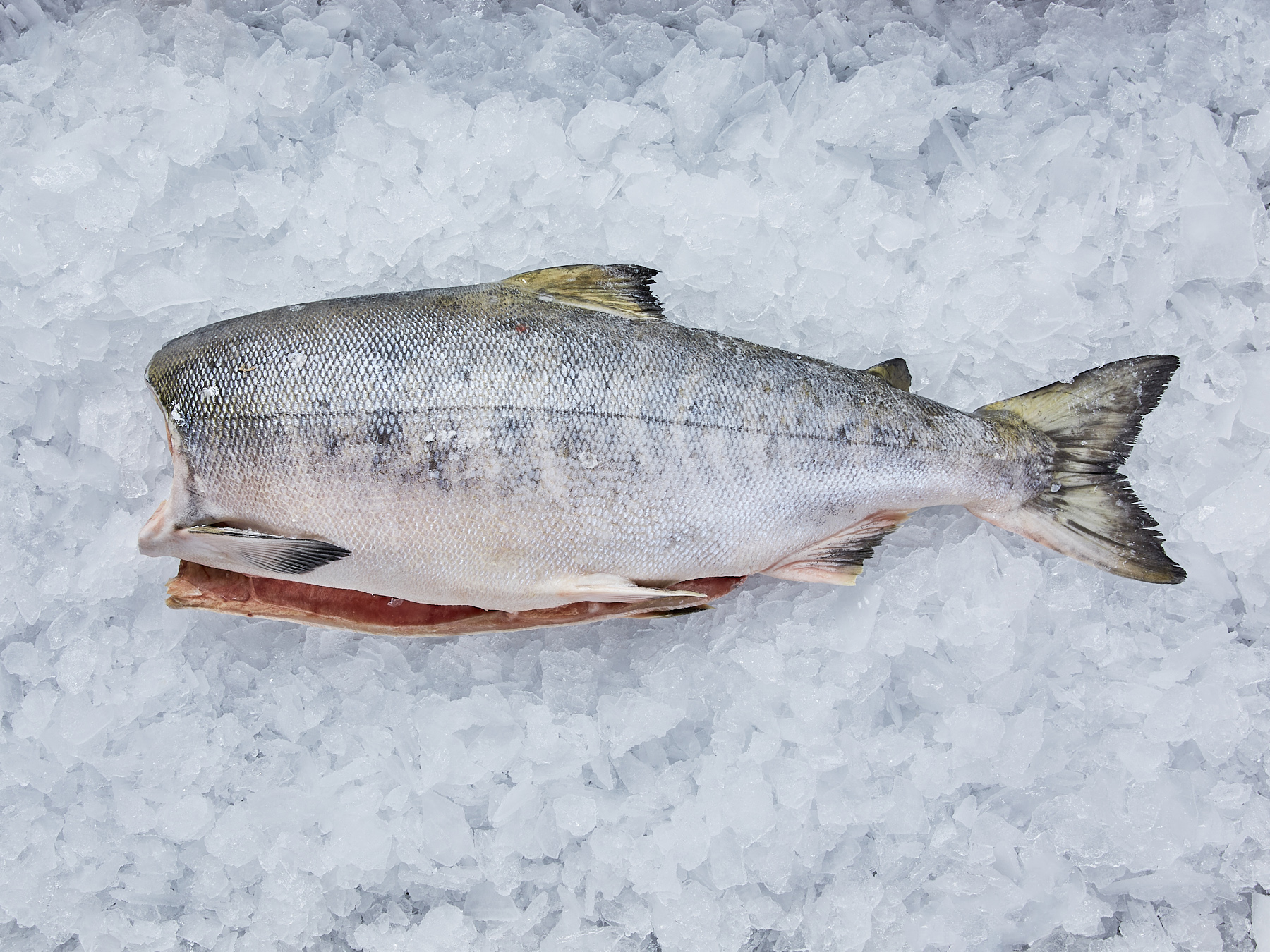 Как живёт кета — известная проходная рыба семейства лососевых | Приключения натуралиста | Дзен