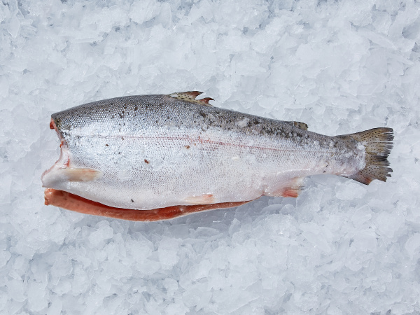 Форель радужная пбг с/м 3,6 -4,5  (Турция 55-0053)