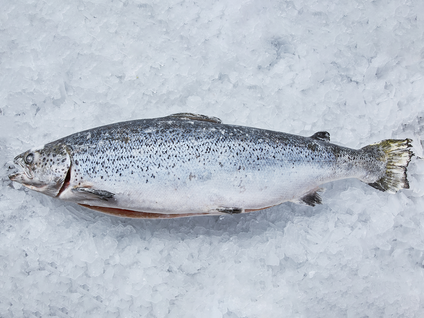 Лосось 6-7 с/м