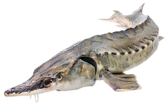 Живая рыба