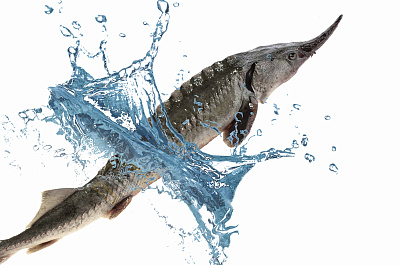 Осетр живой