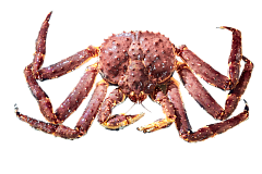 Живые морепродукты 