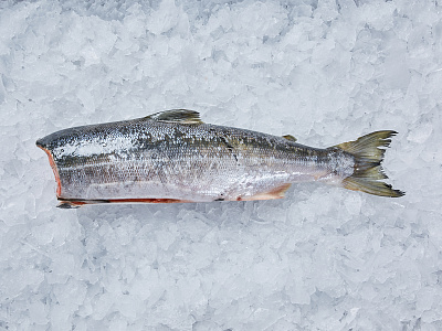 Кета пбг с/м шт