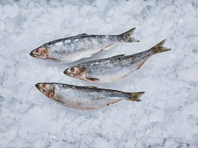 Сельдь свежемороженая
