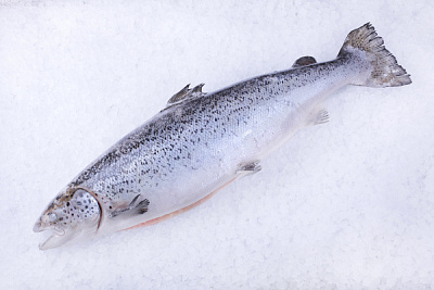 Лосось 5-6 свежемороженый