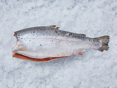 Форель радужная пбг с/м 3,6 -4,5  (Турция 55-0053)