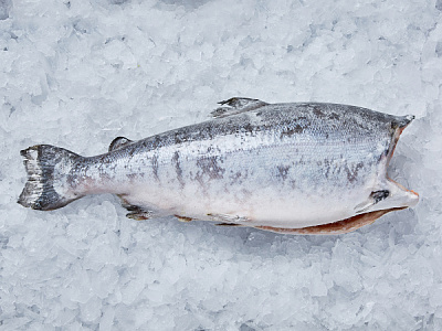 Форель пбг с/м 0,9-1,4 