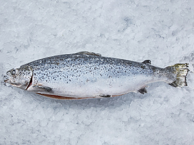 Лосось 6-7 с/м